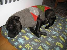 Gentle leader vs easy walk harness which should you pick. A Head Harness You Won T Hate Notes From A Dog Walker