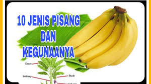 Hal tersebut dikarenakan pisang memiliki kandungan gizi yang cukup lengkap serta rasanya enak. 10 Jenis Pisang And Kegunaanya Yang Ramai Tak Tahu Youtube
