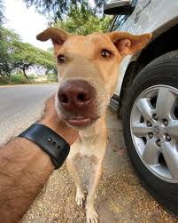 Mi Piace 267 Commenti 6 Mack S Animal Foundation Mackeyfoundation Su Instagram Just Met These Two Kids Today Sweet Male And Fema In 2020 Animals Dogs Male
