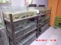 Come On Membudidayakan Lobster Air Tawar D