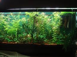 55 Gallon Super Low Tech Soil Sub Grow Out Tank