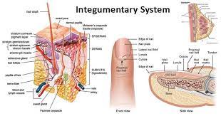 Integumentary System Definition Organs Functions Diseases Integumentary System Human Anatomy And Physiology Subcutaneous Tissue