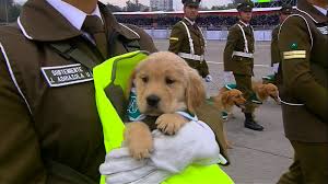 Maybe you would like to learn more about one of these? See Puppies Steal Show At Military Parade Cnn Video