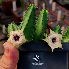 Image result for Huernia verekeri