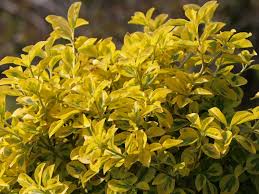 We did not find results for: Spindelstrauch Kriechspindel Emerald N Gold Euonymus Fortunei Emerald N Gold Baumschule Horstmann