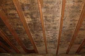 Diy Mold Remediation Kit Attic