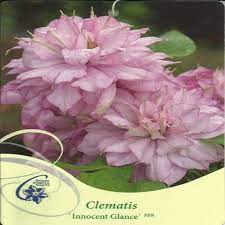 We did not find results for: Clematis Innocent Glance Pbr Powojnik Wielkokwiatowy
