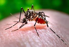 Anti spray wirkt direkt bei kontakt mit den mücken und bietet einen langzeitschutz von bis zu acht wochen. Was Ihr Unbedingt Uber Mucken Auf Den Malediven Wissen Musst