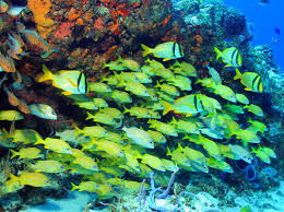 In palau's blue corner 帛琉潜水 rated: å¸›ç‰ åœ‹å¤–æ½›æ°´è¡Œç¨‹æŽ¨è–¦å°ˆæ¥­å¹³å°ç·šä¸Šè¨‚è³¼æœ‰ä¿éšœ æ½›ç›Ÿå'Œæ‚…æ½›æ°´æ—…éŠ
