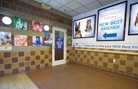 When you adopt, you're not just giving a deserving dog a home. Pets For Adoption At North Shore Animal League America In Port Washington Ny Petfinder