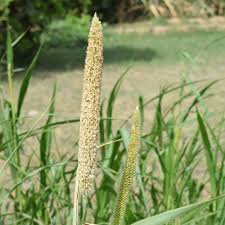 Image result for Cenchrus americanus