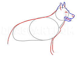 Connect the paws with lines, exactly as in my drawing, and draw an oval for the dog's head. How To Draw A Realistic Dog Draw Real Dog Step By Step Drawing Guide By Dawn Dragoart Com