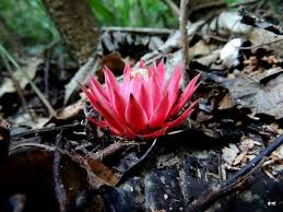 Image result for Thonningia sanguinea