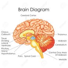 Medical Education Chart Of Biology For Human Brain Diagram Vector