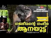 One day in life of an Elephant in Kerala | Puthuppally Keshavan ...