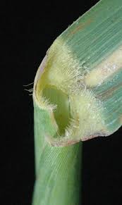 Image result for Vossia cuspidata