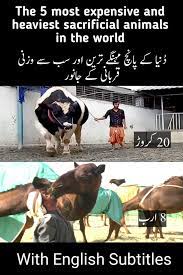 Most Expensive Animal In The World Biggest Animals In The World Animals Of The World Big Animals Animals