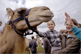 This could spell problems later on in the average price of a young camel in the us is about $5,000, but it can be much higher for for example, if you live in the united states, you might be able to find a camel breeder in your state. The Camel As Cow A Cautionary Tale The New York Times