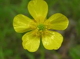 Image result for Ranunculus acris