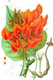 Image result for Erythrina fusca