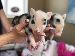I have 3 males available. Mini Pigs For Sale Lil Smokies Julianas