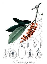 Image result for Gnetaceae