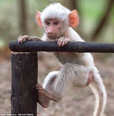 Check spelling or type a new query. Is He Listening To The Arctic Monkeys Photographer Captures White Baboon Putting On A Slick Dance Show In Zambia Albino Animals Cute Baby Animals Baboon
