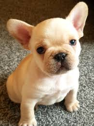 Available healthy french bulldog puppies different color feel free to text me or call me for more in. Buy French Bulldog Puppies Online For Affordable Price