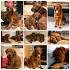 Golden Retriever Puppies - Virginia Beach Classifieds ...