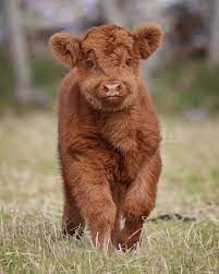 Fluffy Cow Aww