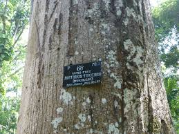 Image result for Antiaris toxicaria