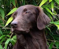 caylox leben mit hunden