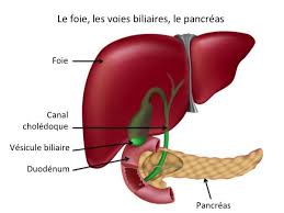 Le Foie Est L 39 Organe Le Plus Volumineux De L 39 Organisme Humain Il Appartient Au Systeme Digestif Et Assure De Voies Biliaires Organisme Humain Anatomie