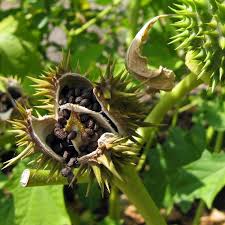 Image result for Datura stramonium