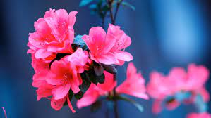 Azalea The Legendary Yingshanhong Cgtn