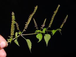 Image result for Basilicum polystachyon