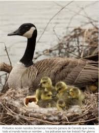 Sera Uno De Estos Polluelos Que Ternura Pet Birds Animals Cute Animals