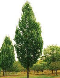 Pin On Tree
