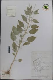 Image result for Micrococca mercurialis