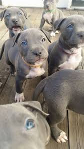 I M On This Team Jaaa We Win Puppies Pitbull Puppies Cute Puppies