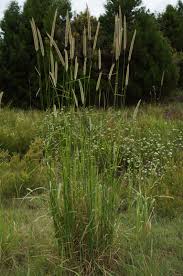 Image result for Setaria sphacelata