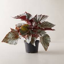 How not to kill begonias, begonia rex.how to care of it properly and how to. Rex Begonia Plant Terrain