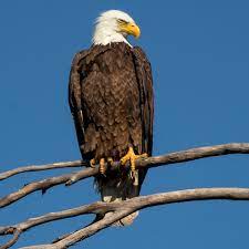 American rock band founded in 1971 by glenn frey (guitar), bernie leadon (banjo, mandolin, electric guitar, acoustic guitar), randy meisner. Bald Eagle Attacks Government Drone And Sends It To Bottom Of Lake Michigan Michigan The Guardian