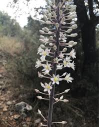 Image result for Drimia calcarata