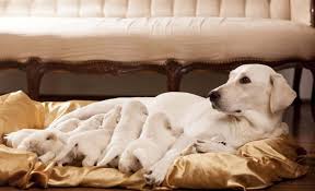 Smaller dogs often have their first estrus cycle at a slightly younger age, while giant breeds might be 18 months or even 2 years old before coming into heat for the first time. How Many Puppies Can Dogs Have Litter Size Influential Factors