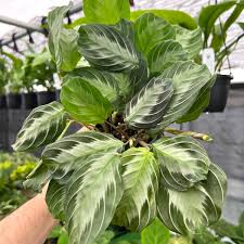 Image result for maranta