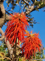 Image result for Erythrina abyssinica