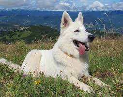 Check spelling or type a new query. German Shepherd Dog Gsd Alsatian Breed Info Images Videos Faqs