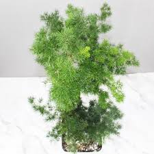 Image result for Asparagus macowanii