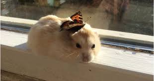 صور هامستر أحلي خلفيات الهامستر وأشكاله وهو يلعب موقع حصري Cute Hamsters Cute Baby Animals Animals
